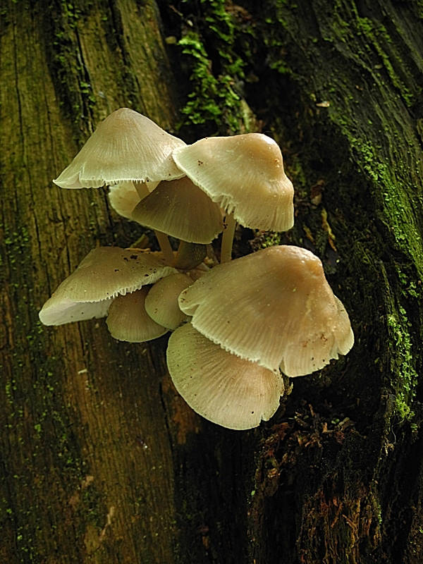 prilbička ružovolupeňová Mycena galericulata (Scop.) Gray