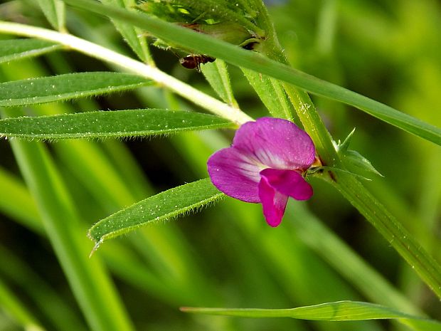 vika úzkolistá Vicia angustifolia L.