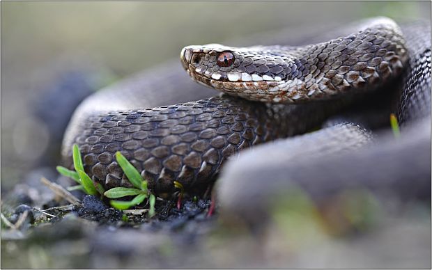 vretenica severná Vipera Berus