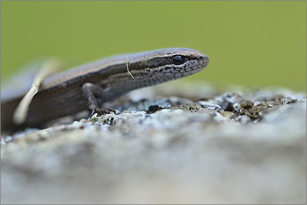 krátkonôžka štíhla Ablepharus kitaibelli