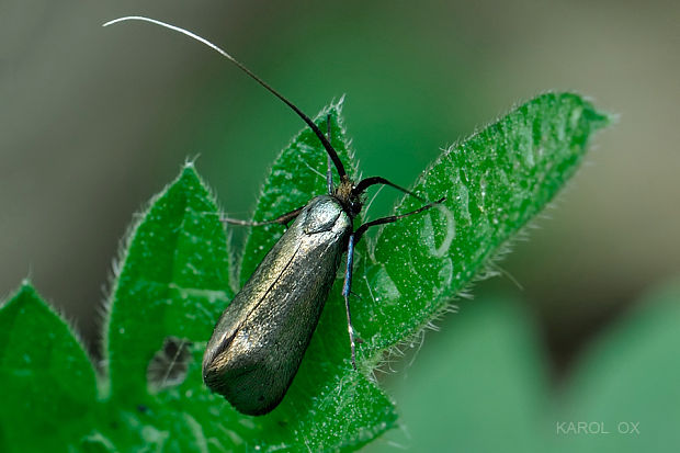 adéla zelená Adela reaumurella