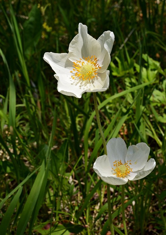 veternica lesná Anemone sylvestris L.