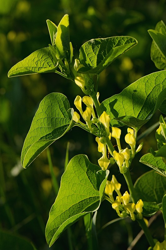 vlkovec obyčajný Aristolochia clematitis L.