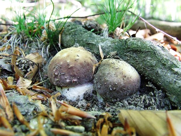 hríb sosnový Boletus pinophilus Pil. et Dermek in Pil.