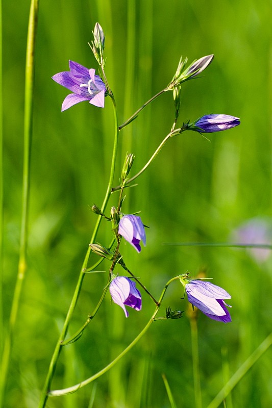 zvonček konáristý Campanula patula L.