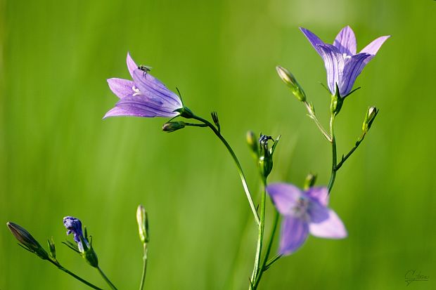 zvonček konáristý Campanula patula L.