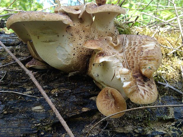 trúdnik šupinatý Cerioporus squamosus (Huds.) Quél.