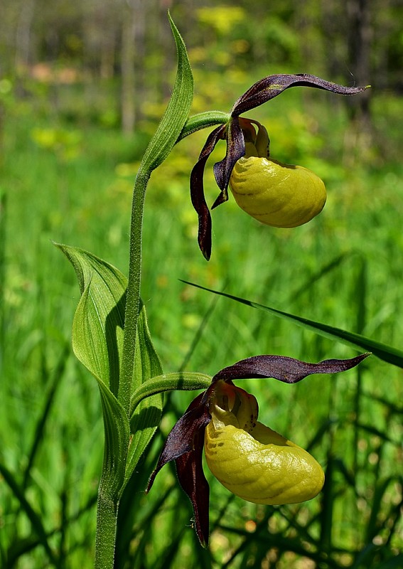 črievičník papučkový Cypripedium calceolus L.