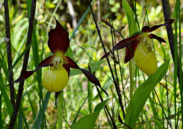 črievičník papučkový Cypripedium calceolus L.