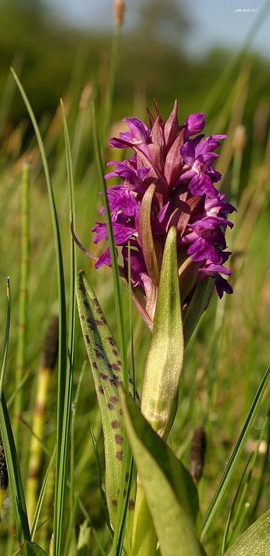 vstavačovec májový pravý Dactylorhiza majalis subsp. majalis (Reincherb.) Hunt & Summerh.