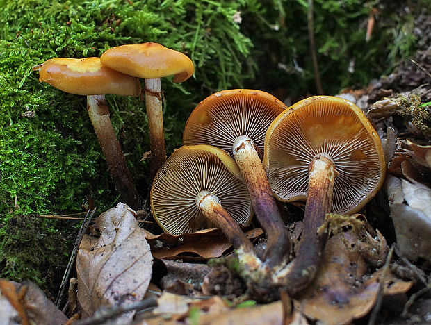 šupinačka menlivá Kuehneromyces mutabilis (Schaeff.) Singer & A.H. Sm.