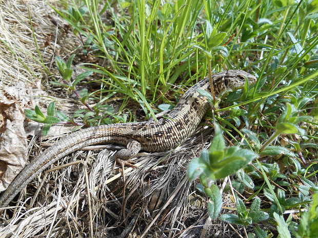 jašterica obyčajná Lacerta agilis