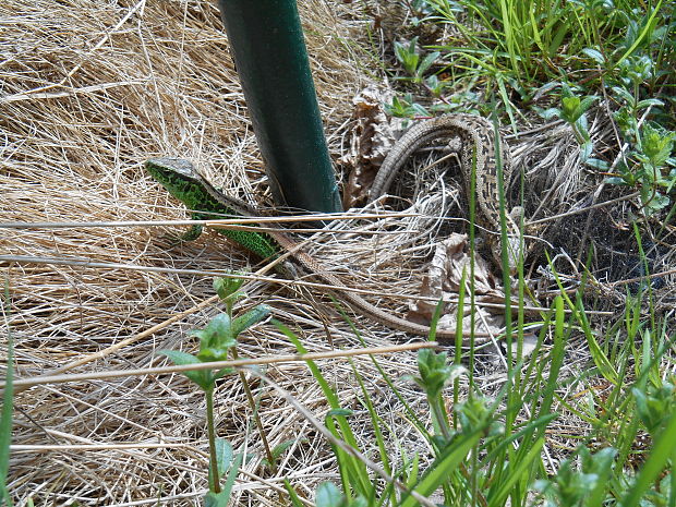 jašterica obyčajná  Lacerta agilis