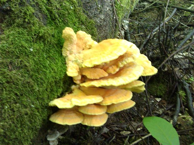 sírovec obyčajný Laetiporus sulphureus (Bull.) Murrill