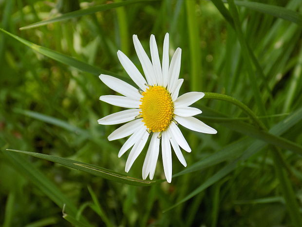 margaréta biela Leucanthemum vulgare Lam.