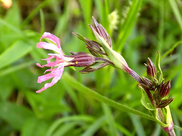 kukučka lúčna Lychnis flos-cuculi L.