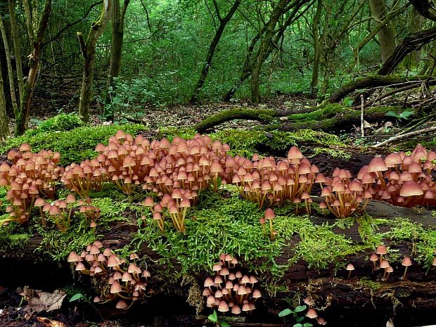 prilbička žltohlúbiková Mycena renati Quél.