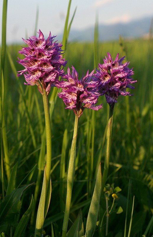 neotinea trojzubá Neotinea tridentata (Scop.) R. M. Bateman, Pridceon et M. W. Chase