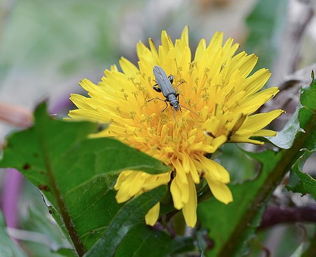 stehnač Oedemera virescens