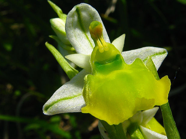 hmyzovník čmeľovitý Ophrys holoserica (Burm. F.) Greuter
