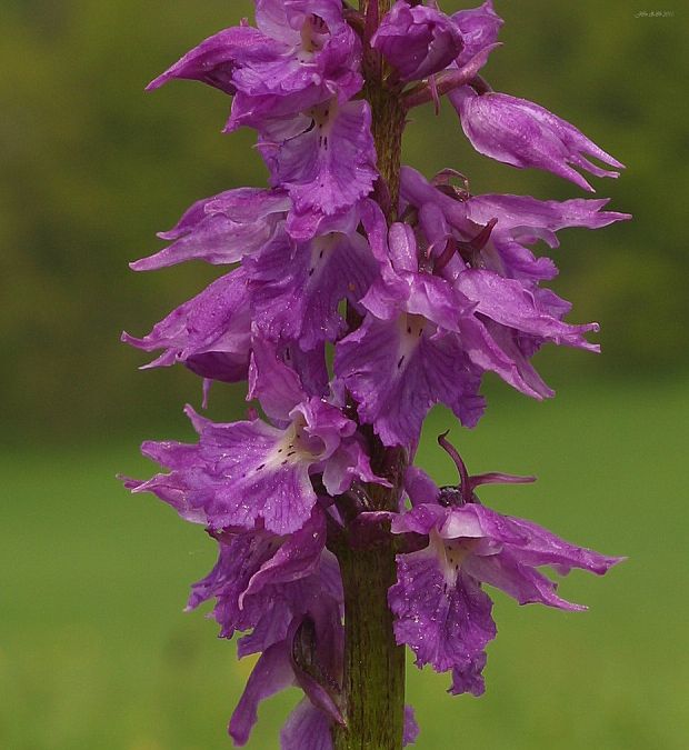 vstavač mužský poznačený Orchis mascula subsp. signifera (Vest) Soó