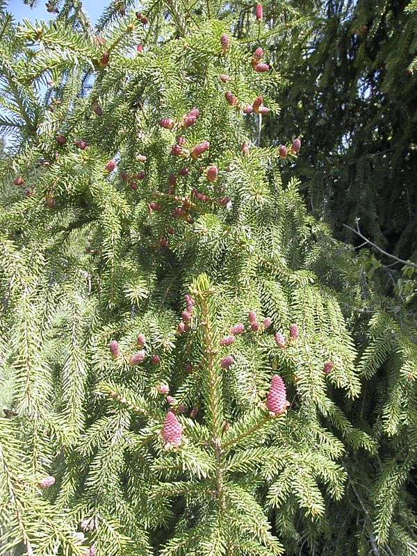 smrek Picea abies (L.) H. Karst.