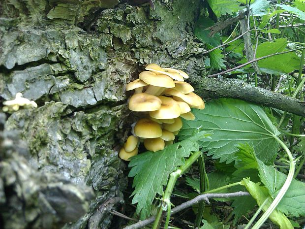 hliva lievikovitá citrónová Pleurotus citrinopileatus (Singer) Ohira