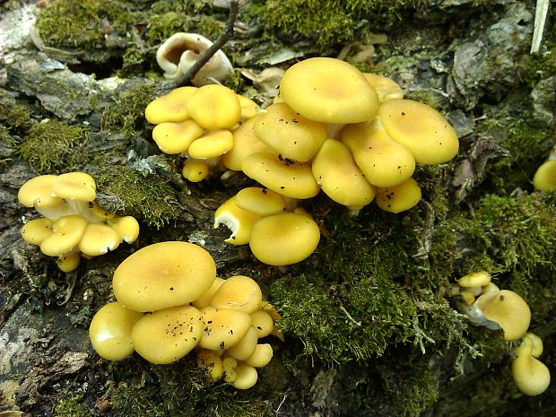 hliva lievikovitá citrónová Pleurotus citrinopileatus (Singer) Ohira