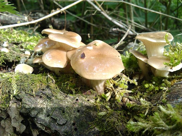 hliva lievikovitá Pleurotus cornucopiae (Paulet) Rolland