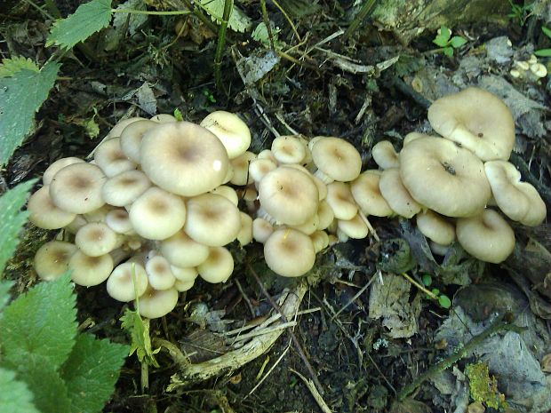 hliva lievikovitá Pleurotus cornucopiae (Paulet) Rolland