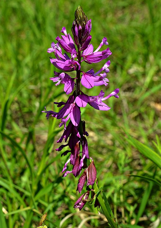 horčinka chochlatá Polygala comosa