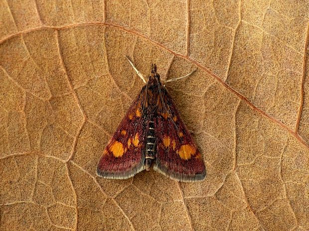 vijačka zlatoškvrnná (sk / zavíječ zlatoskvrnný (cz) Pyrausta aurata Scopoli, 1763