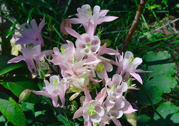 orlíček Aquilegia aurea Janka