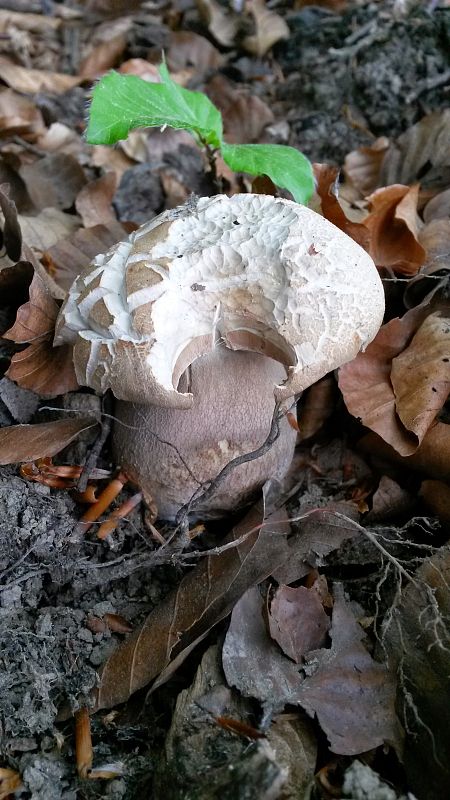 hríb dubový Boletus reticulatus Schaeff.