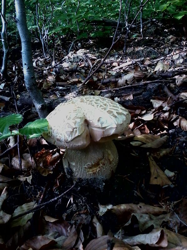 hríb dubový Boletus reticulatus Schaeff.