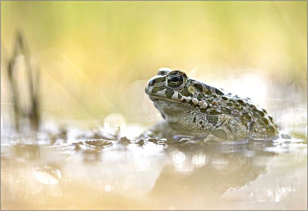 ropucha zelená Bufo viridis