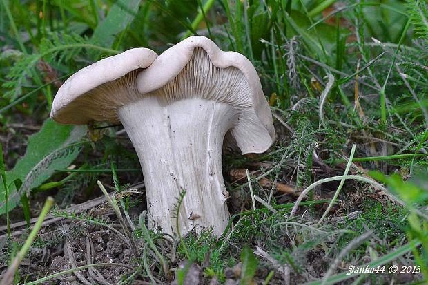 čírovnica májová Calocybe gambosa (Fr.) Donk