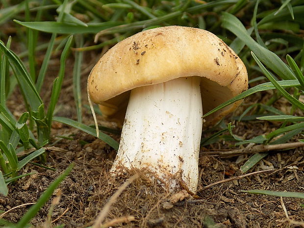 čírovnica májová Calocybe gambosa (Fr.) Donk