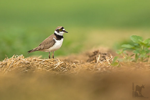 kulík riečny Charadrius dubius