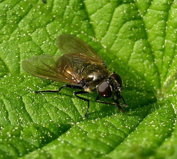 pestrica ♀ Cheilosia pubera Zetterstedt 1838