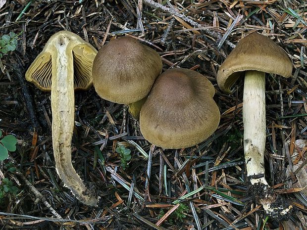 pavučinovec olivovohnedý Cortinarius olivaceofuscus Kühner