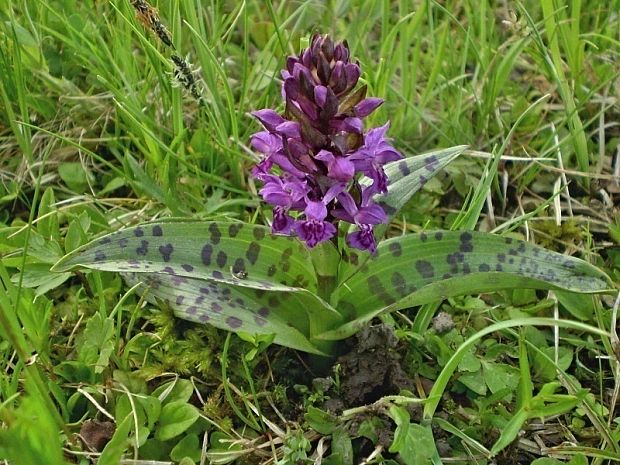 vstavačovec májový pravý Dactylorhiza majalis subsp. majalis (Reincherb.) Hunt & Summerh.