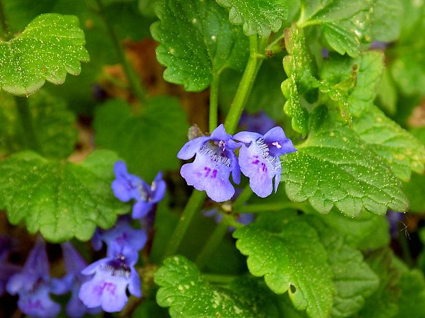 zádušník brečtanovitý Glechoma hederacea L.