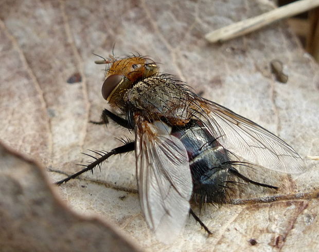 bystruša Gonia foersteri  Zetterstedt 1838