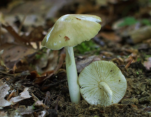 zvončekovec podhorský Hydropus subalpinus (Höhn.) Singer