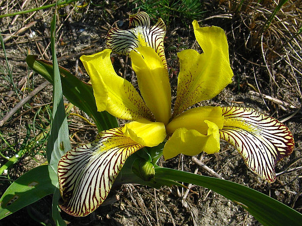 kosatec dvojfarebný Iris variegata L.