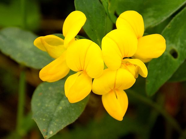 ľadenec rožkatý Lotus corniculatus L.