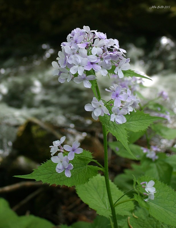 mesačnica trváca Lunaria rediviva L.