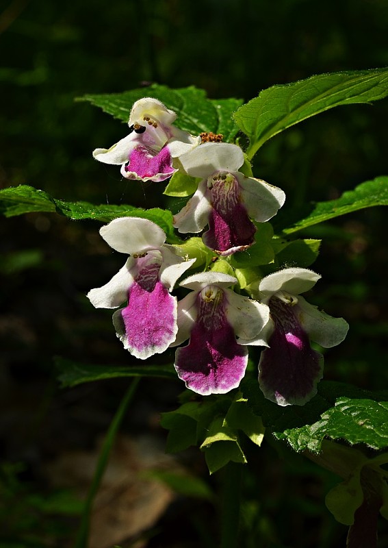 medúnka medovkolistá Melittis melissophyllum L.