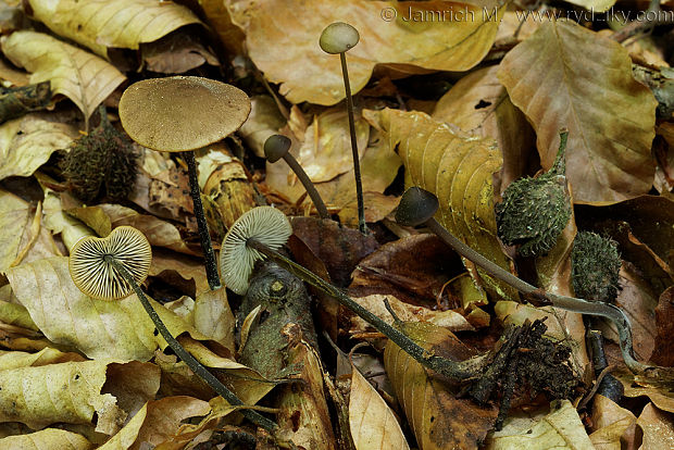 tanečnica cesnaková Mycetinis alliaceus (Jacq.) Earle ex A.W. Wilson & Desjardin